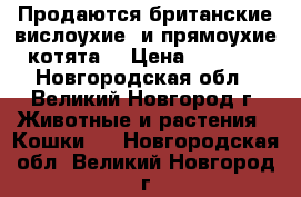 Продаются британские вислоухие, и прямоухие котята. › Цена ­ 3 000 - Новгородская обл., Великий Новгород г. Животные и растения » Кошки   . Новгородская обл.,Великий Новгород г.